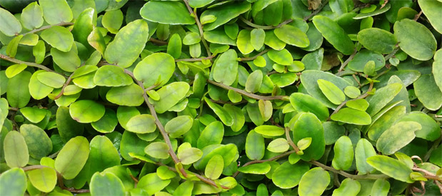 Marcgravia rectiflora