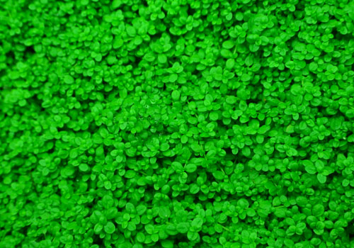 Riccia Moss For Bioactive Terrariums