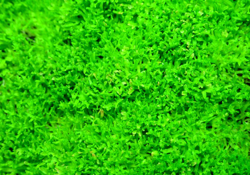 Riccia Moss For Bioactive Terrariums