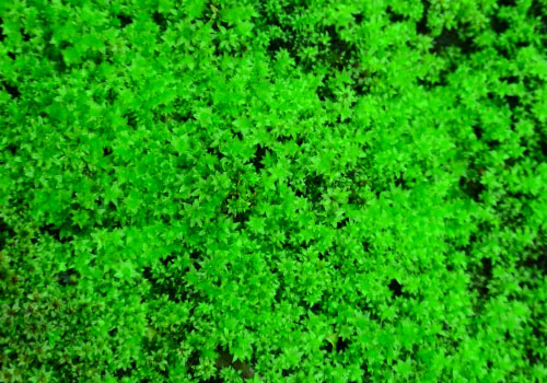 Rare Low Growing Tropical Terrarium Moss