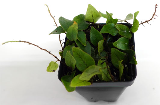 Microgramma sp. For Terrariums, Snakefern Bioactive Terrarium Plant