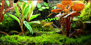 Terrarium Moss