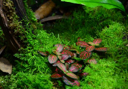 NEHERP Live Moss Grown In