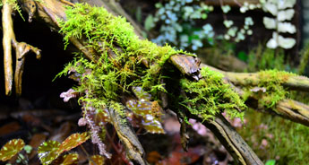 NEHERP Live Moss Slurry Grown In