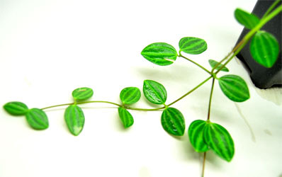 Peperomia Beetle