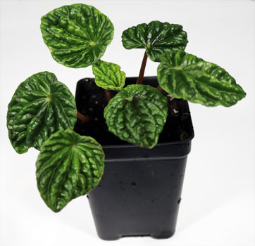 Peperomia caperata 'Emerald' For Terrariums, Emerald Ripple Peperomia Bioactive Terrarium Plant