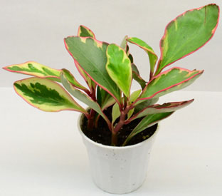 Peperomia clusiifolia