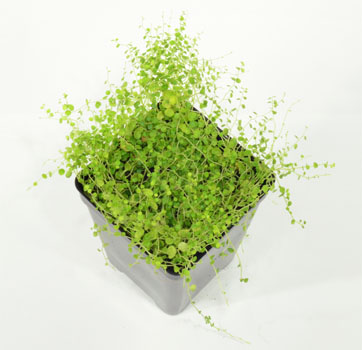 Peperomia emarginella 'Ecuador'