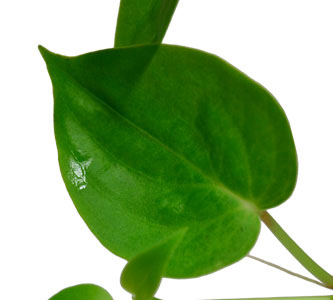 Peperomia scandens
