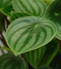 Watermelon Peperomia