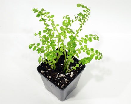 Pilea microphylla 'Large Form'