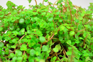 Pilea depressa 'Tiny Tears'