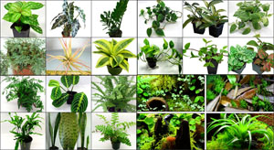 NEHERP Terrarium Kit: Heavy Duty Plants