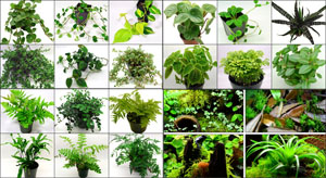 NEHERP Terrarium Kit: Live Plants