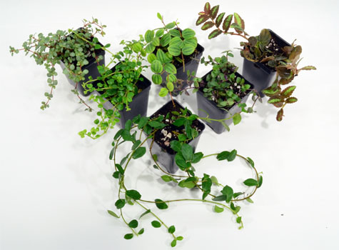 Vines For Terrariums - The Best Vines and Trailing Plants For Terrariums & Backgrounds