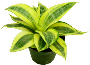 Bird's Nest Sansevieria