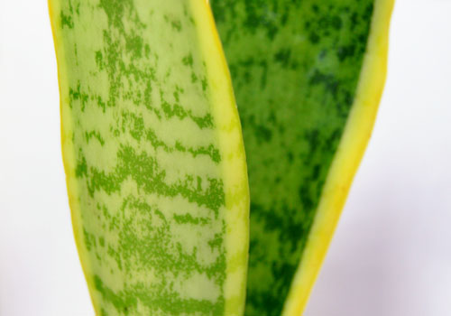 Sansevieria trifasciata laurentii