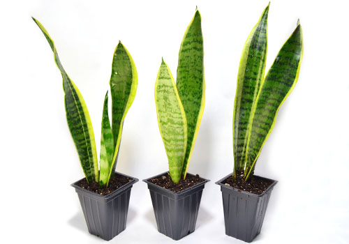 Sansevieria Plant For Gecko And Snake Terrariums