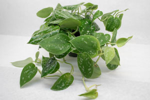 Satin Pothos