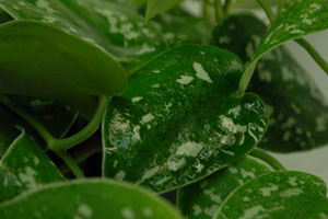 Satin Pothos
