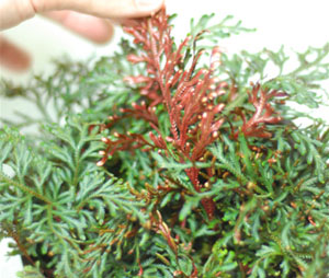 Selaginella erythropus