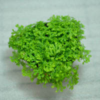 Selaginella kraussiana