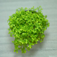 Selaginella kraussiana