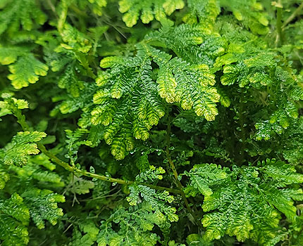 Selaginella wallichi For Terrariums, Wallich's Spikemoss Bioactive Terrarium Plant