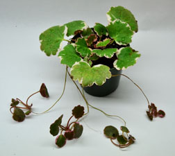 Variegated Strawberry Begonia