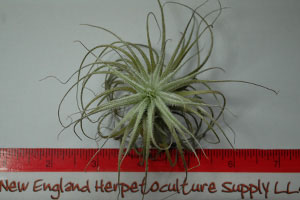 Tillandsia tectorum