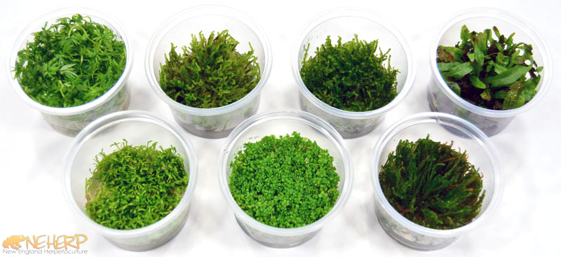 Tissue Cultured Terrarium Plants