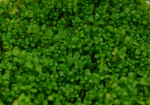 Dwarf Baby Tears Terrarium Plant