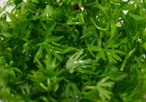 Ranunculus inundatus