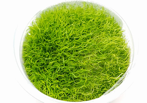 Utricularia graminifolia For Terrariums, Carnivorous Bladderwort Bioactive Terrarium Plant