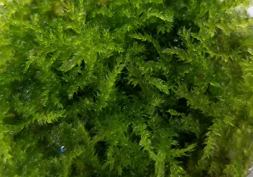 Christmas Moss For Terrariums