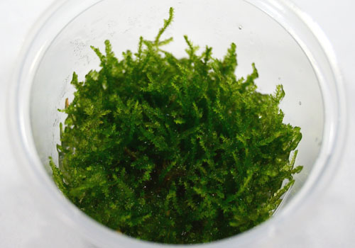 Vesicularia montagnei