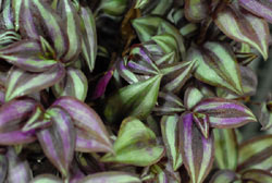 Wandering Jew Purple