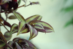 Wandering Jew Purple