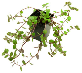 Callisia repens