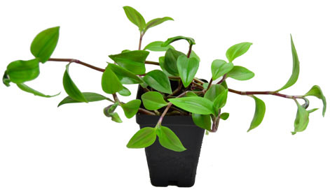 Green Wandering Jew