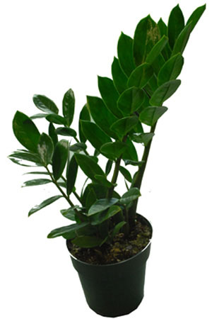ZZ Plant
