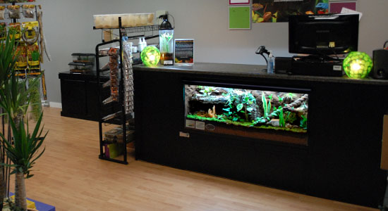 Custom Terrarium Desk Designed By NEHERP