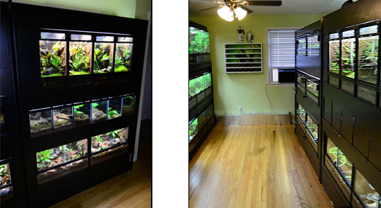 Custom Terrarium Display Racks