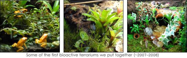 Some Of Our First Bioactive Vivariums (2007-2008)