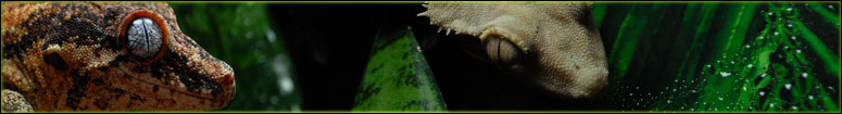 Crested & Gargoyle Gecko Care