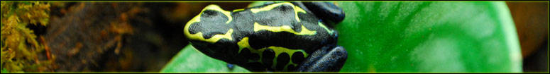 Dendrobates tinctorius care & breeding article