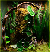 Crested / Gargoyle Gecko Vivarium