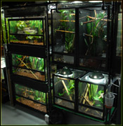 Crested / Gargoyle Gecko Rack