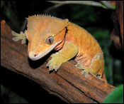 Adult Male Crested Gecko