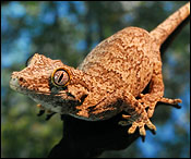 Gargoyle Gecko